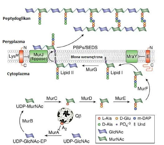 Jest to ścieżka biosyntezy peptydoglikanu z zaznaczonymi pojedynczymi genami lizy, które doprowadzają do zahamowania biosyntezy tej struktury (potrzebnej komórce bakteryjnej do przeżycia).