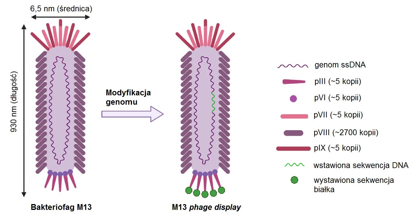 Technologia Phage-dispaly