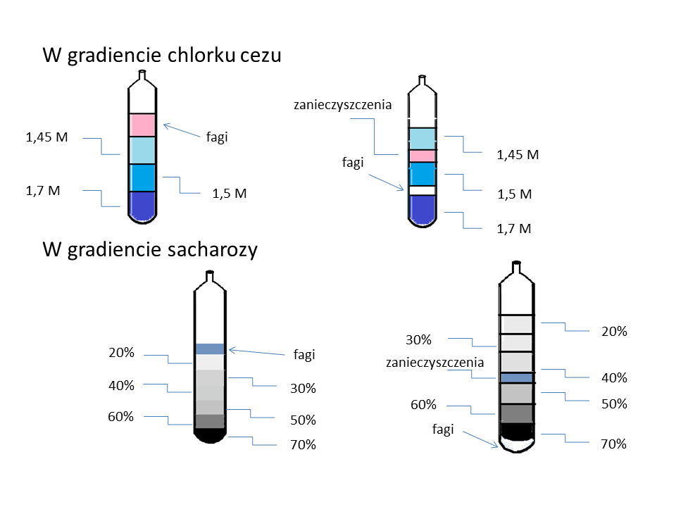 Oczyszczanie bakteriofagów – metody i etapy przygotowania preparatów fagowych
