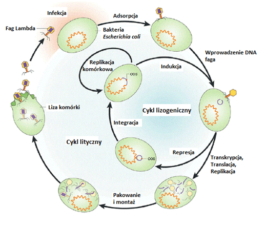 Cykle życiowe bakteriofagów