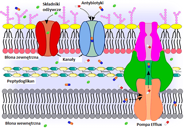 Mechanizmy oporności bakterii (część II) – zmniejszenie przenikalności błony i pompy efflux