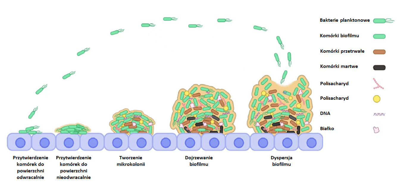 Biofilm bakteryjny